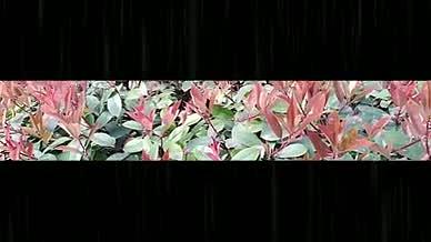 春天的红叶石楠绿色植物视频的预览图